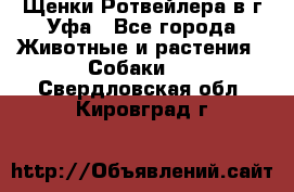 Щенки Ротвейлера в г.Уфа - Все города Животные и растения » Собаки   . Свердловская обл.,Кировград г.